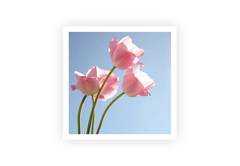 Tulpen Sommer | Postkarte | Gruß