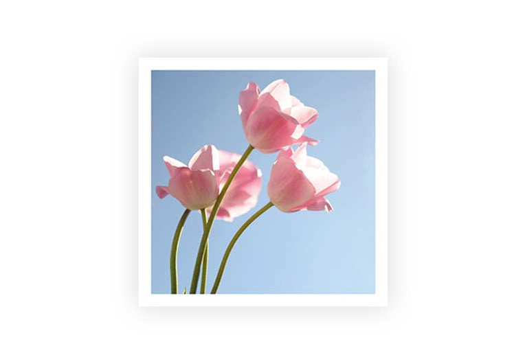 Tulpen Sommer | Postkarte | Gruß