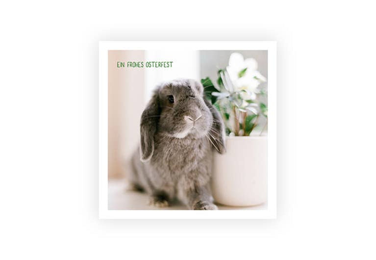 Häschen Ostern | Postkarte