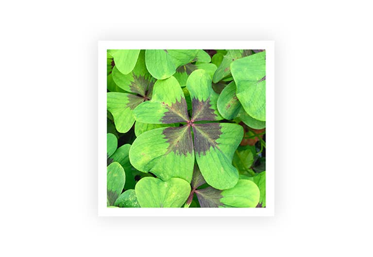 Glücksklee | Postkarte | Glück