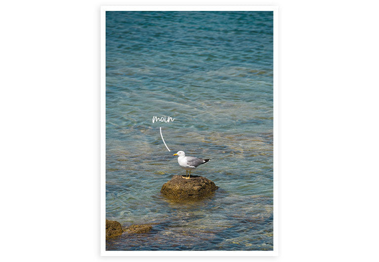 Moin Möwe | Postkarte | Nordlicht