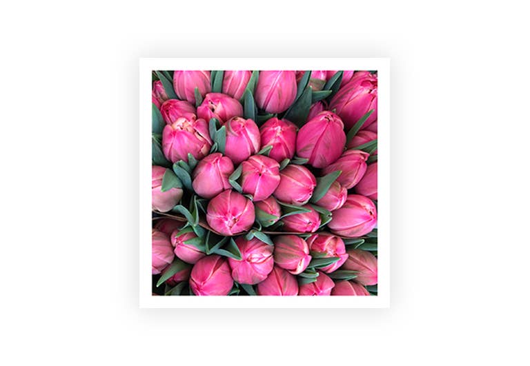 Pinke Tulpen | Postkarte | Geburtstag