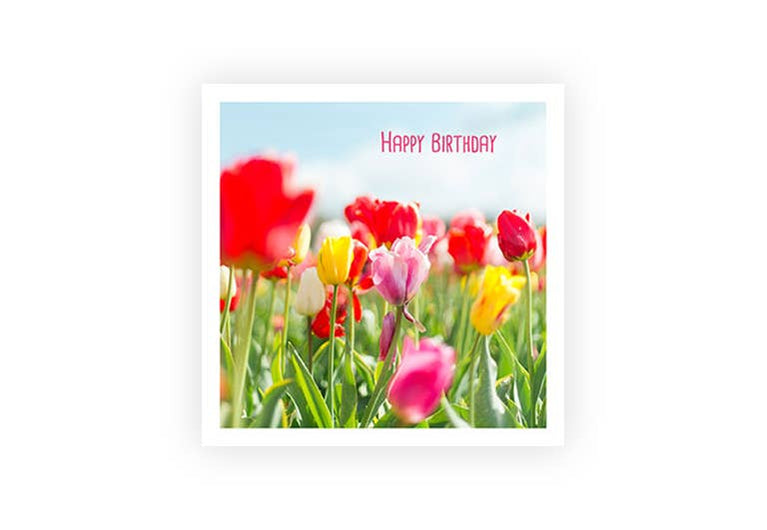 Tulpen | Postkarte | Geburtstag