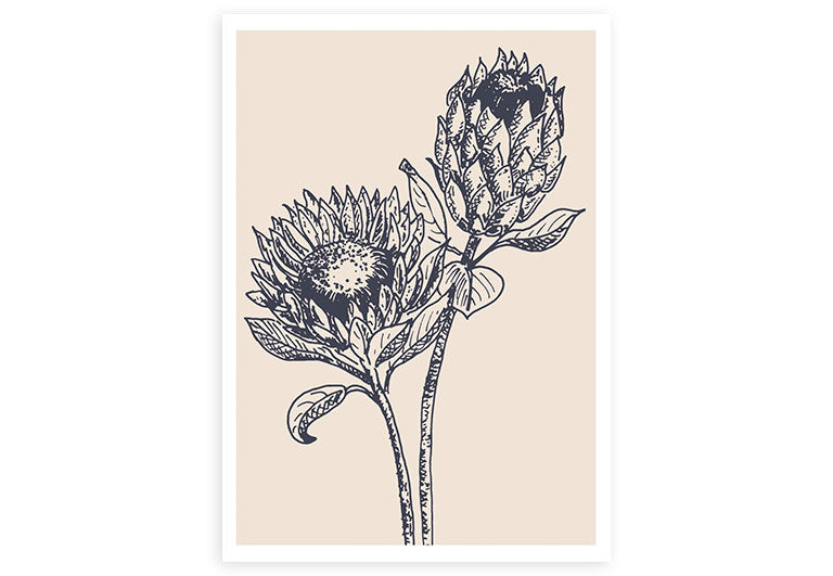 Protea | Postkarte | Geburtstag